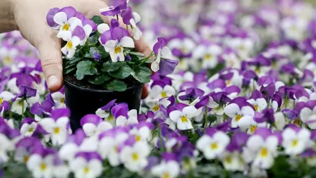 Насколько глубоко вы сажаете семя фасоли?