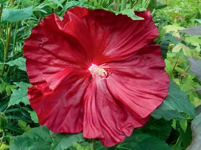 Как сажать Dracula simia из семян?