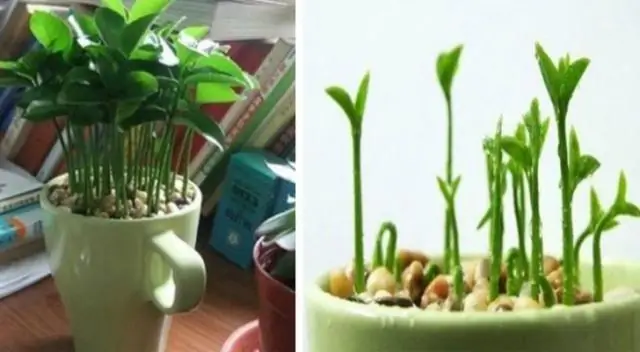 Стоит ли пописать на лимонное дерево?