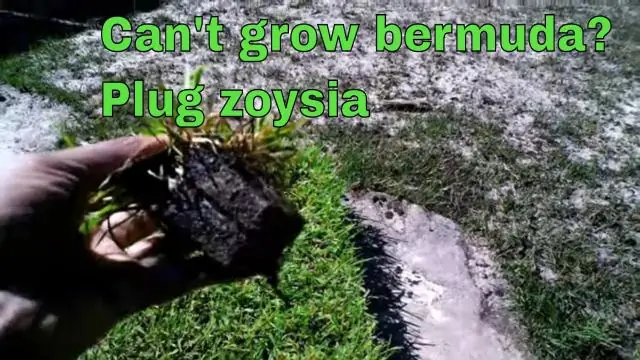 Что такое вилки Zoysia?