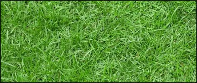 Является ли Scotts Grass Seed многолетним?