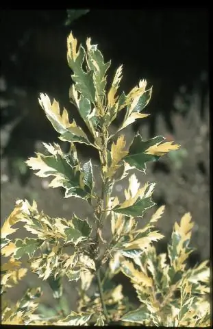 Какой тип края листа у кленового листа?