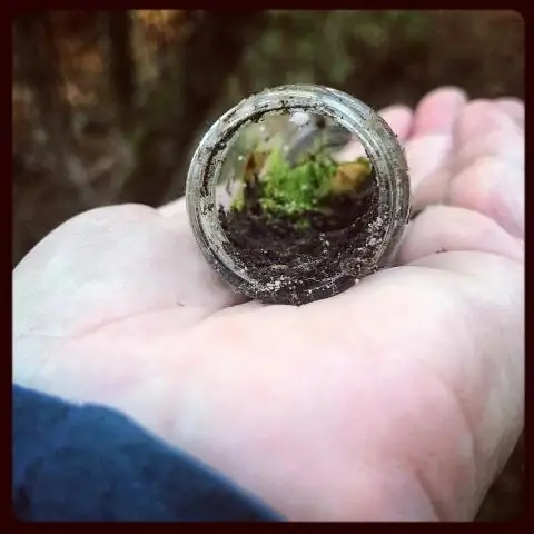 Ипомеи - однолетние или многолетние?