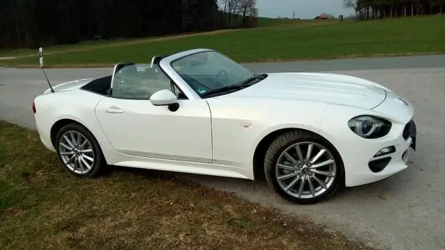 Сколько времени нужно пальме, чтобы укорениться?