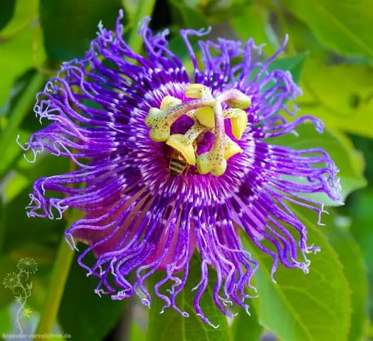 Как перезимовать Passion Flower?