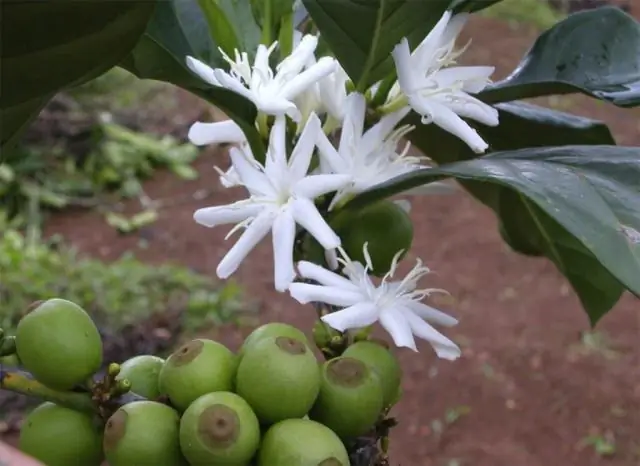 Как вы выращиваете Habranthus robusta?