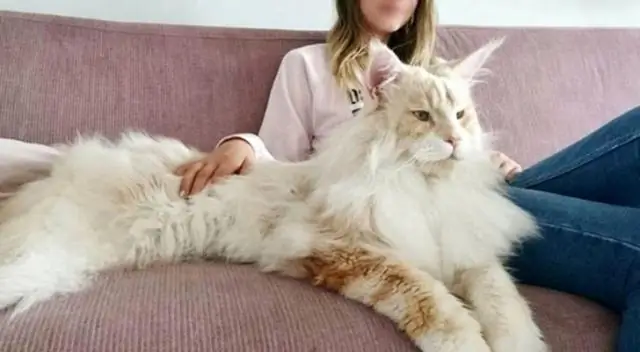 Где родом Амариллис?