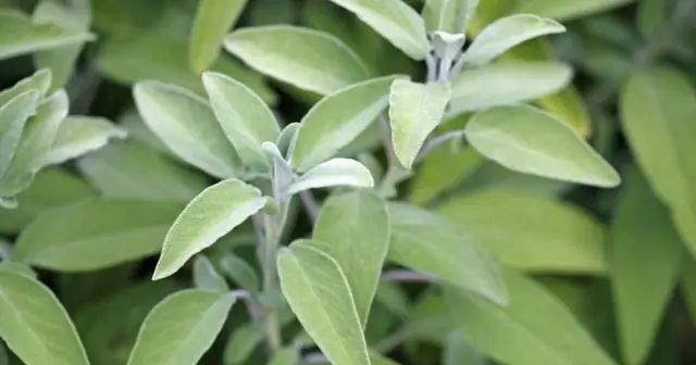 Когда можно использовать Hydroseed?