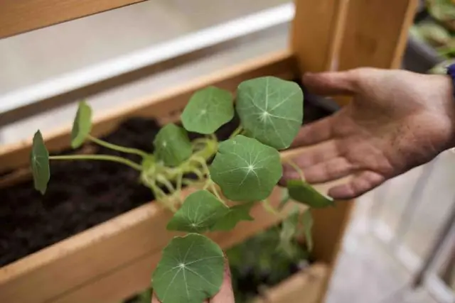 Суккуленты лучше растут на солнце или в тени?