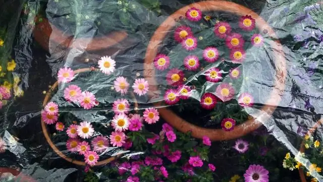 Защищает ли полив растений от мороза?