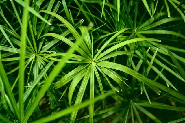 Как сажать папирус Cyperus?