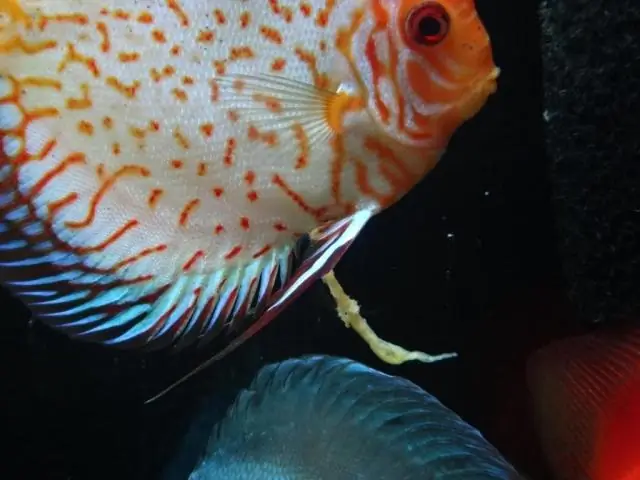 Как лечить Lehmannii Corpuscularia?