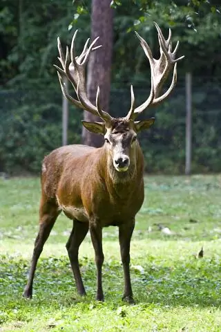Из чего сделан Deer Scram?