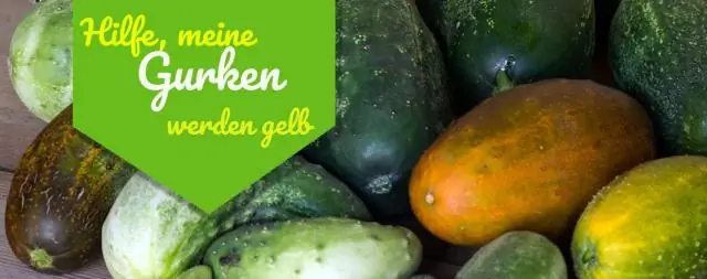 Что делать, когда желтеют листья потоса?