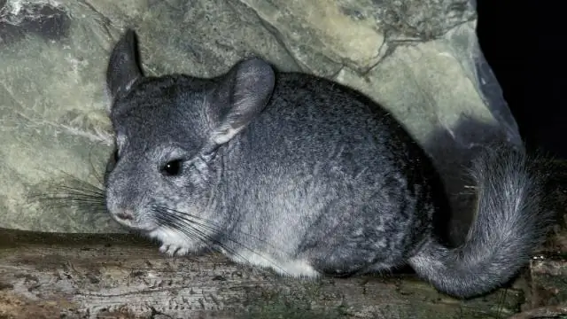 Насколько велико количество нетерпеливых жителей Новой Гвинеи?