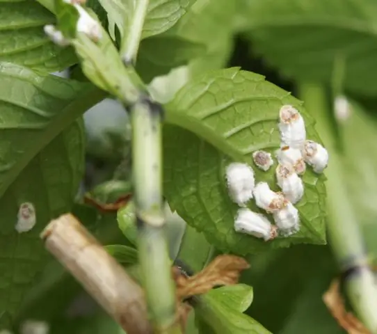 Гортензия - это покрытосеменные?