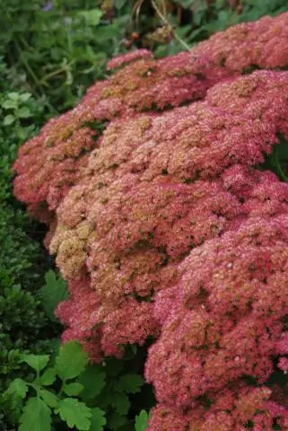 Устойчивы ли олени Очиток Autumn Joy?