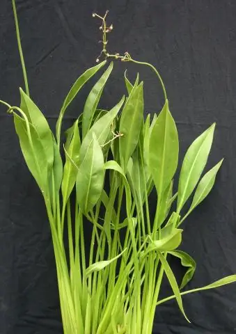 Как сажать Sagittaria latifolia?