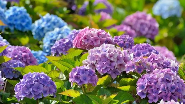 Когда можно высаживать гортензию на улице?