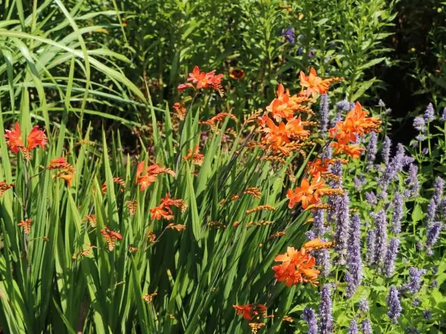Что можно сажать с помощью Crocosmia Lucifer?