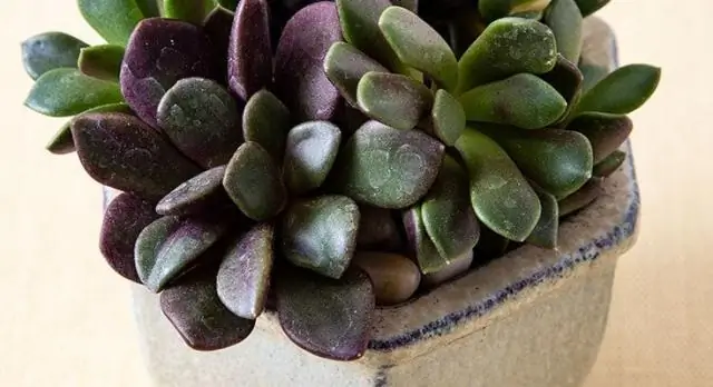 Как разводить Anacampseros Rufescens?