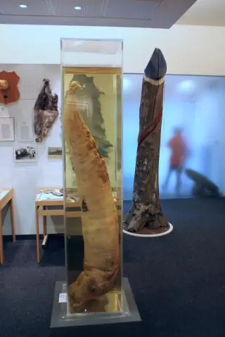 Где можно найти самые длинные оптоволоконные кабели в мире?