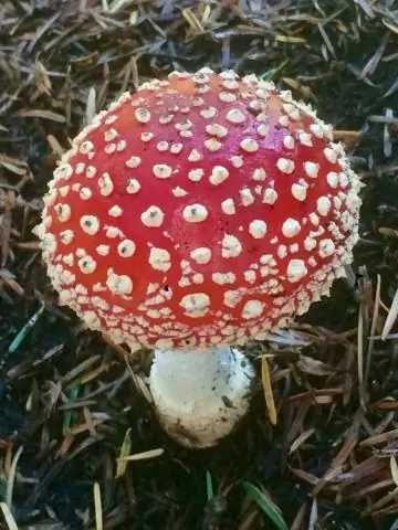Убивает ли Concrobium грибок?