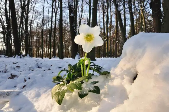 Как вы ухаживаете за Helleborus niger?