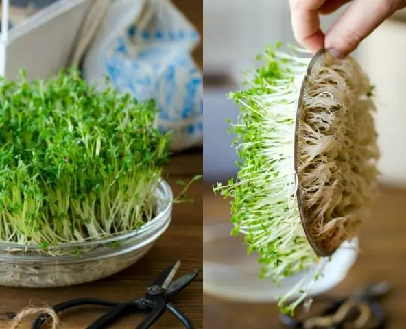 Что я могу посадить в кашпо перед входной дверью?