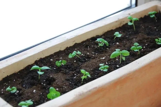 Нужен ли базилику свет для прорастания?