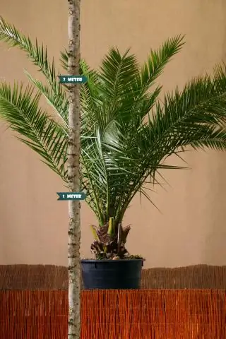 Насколько велика женская ладонь?