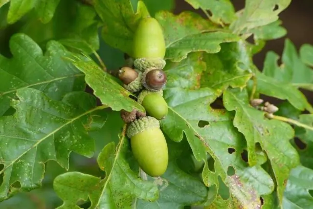 Где растут пестрые хосты?