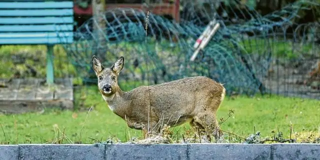 Будут ли олени есть мыло?