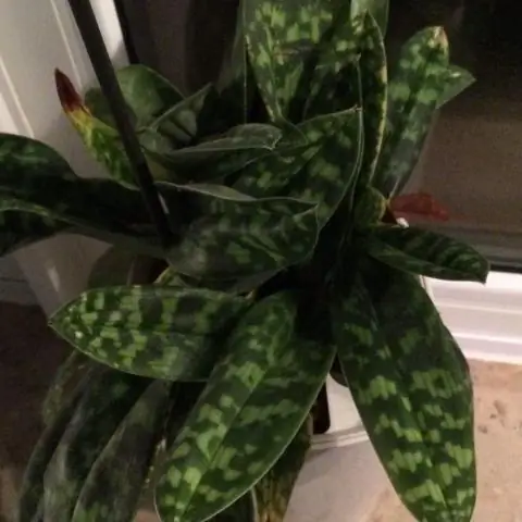 Какая почва нужна Роуз Шарон?