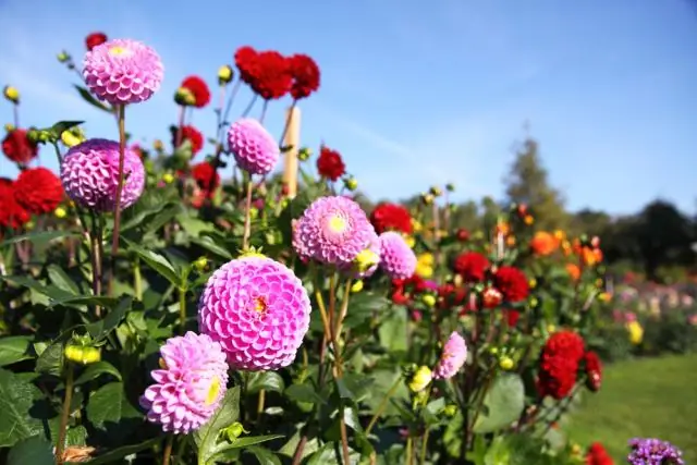 Насколько глубоко нужно сажать георгины?