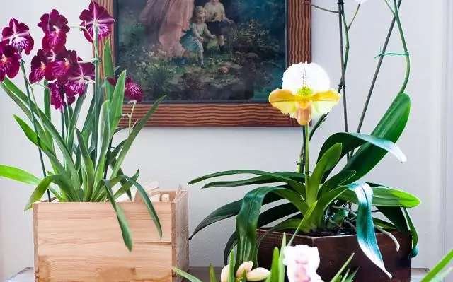 Как часто нужно поливать эониум?