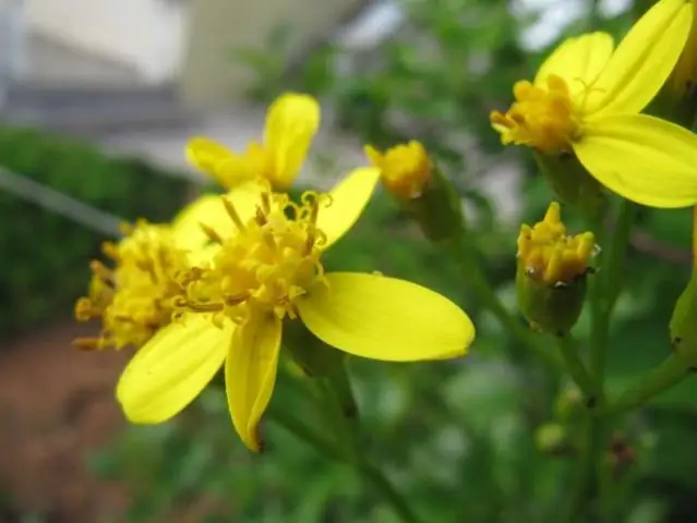 Как разводить Senecio peregrinus?