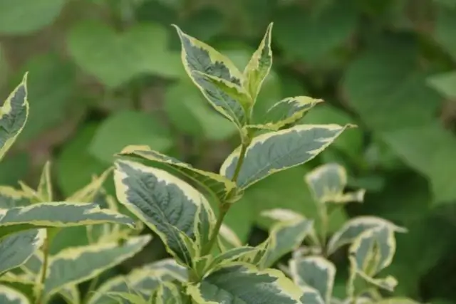 Когда мне следует обрезать Potentilla?