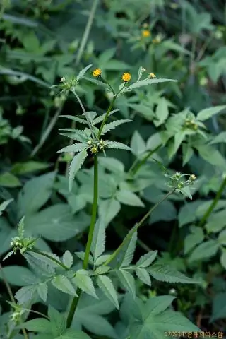Где растет Bidens Pilosa?