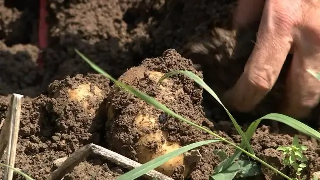 Что можно посадить в октябре в Ванкувере?