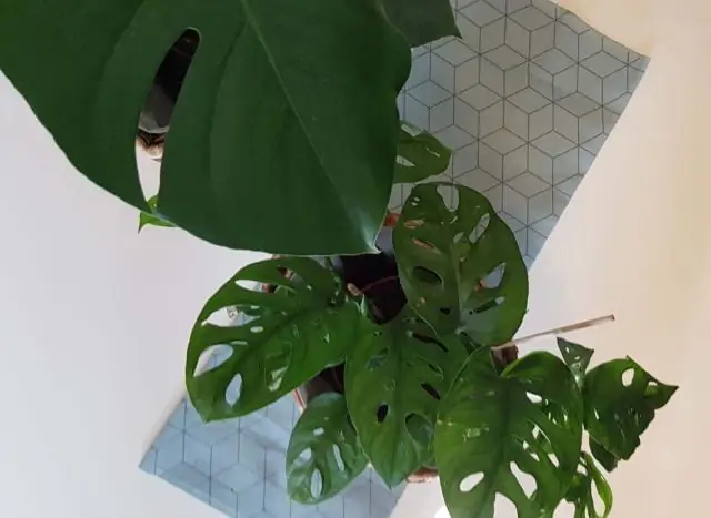 Как часто нужно поливать Monstera deliciosa?
