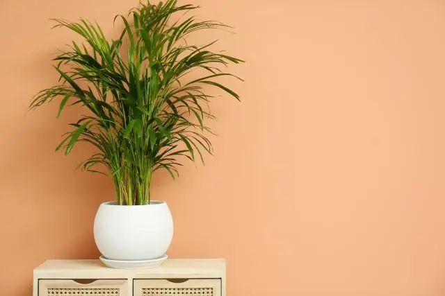 Как вы ухаживаете за dypsis Lutescens?