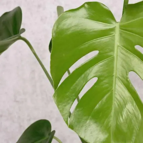 Сколько воды нужно Monstera deliciosa?