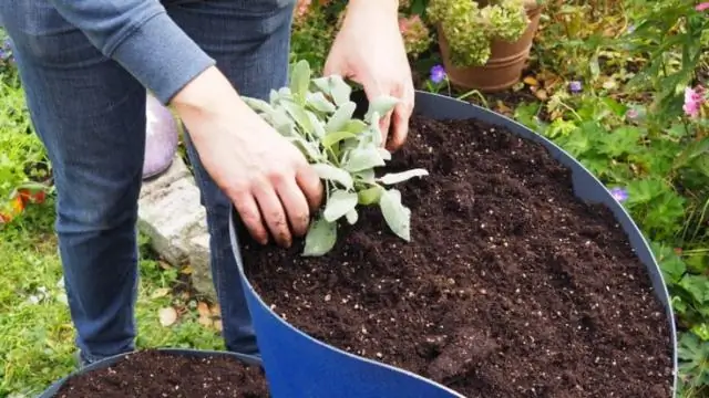 Как вырастить Aubretia из семян?