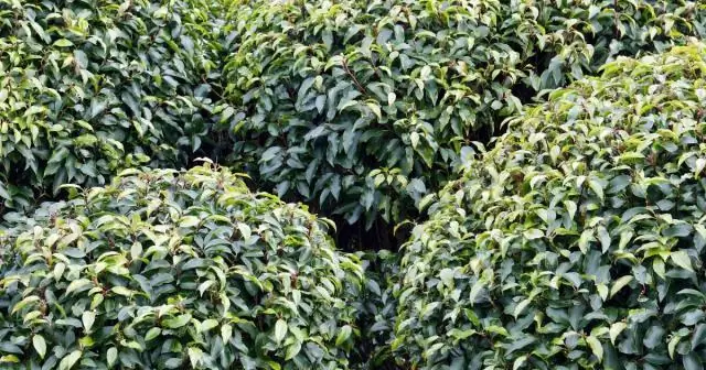 Как быстро растет Prunus Lusitanica?