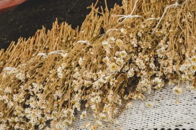 Как вырастить Bellis perennis из семян?