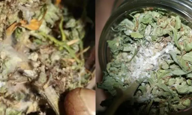 Убивает ли кукурузный глютен траву?
