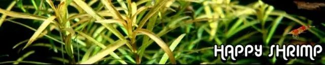 Какое удобрение нужно использовать для травы Zoysia?