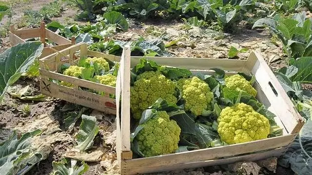 Какие овощи лучше всего растут в Пенсильвании?