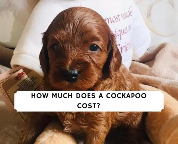 Сколько стоит добавить дамскую комнату?